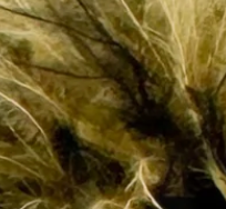 Duality Fluff Earrings