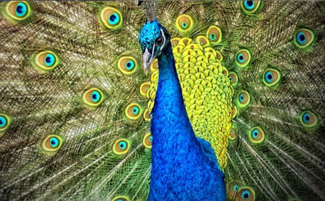 Peacock Leg Garter